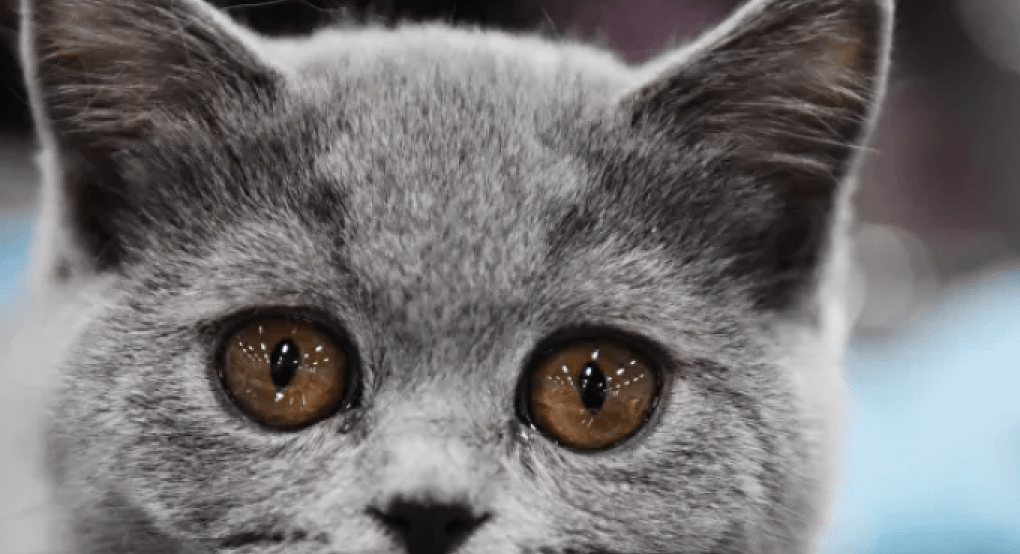 Βέλγιο: Γάτα κόλλησε κορονοϊό από τον ιδιοκτήτη της