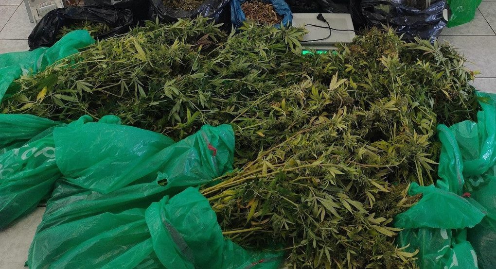 Συνελήφθη ένα άτομο για καλλιέργεια και διακίνηση κάνναβης