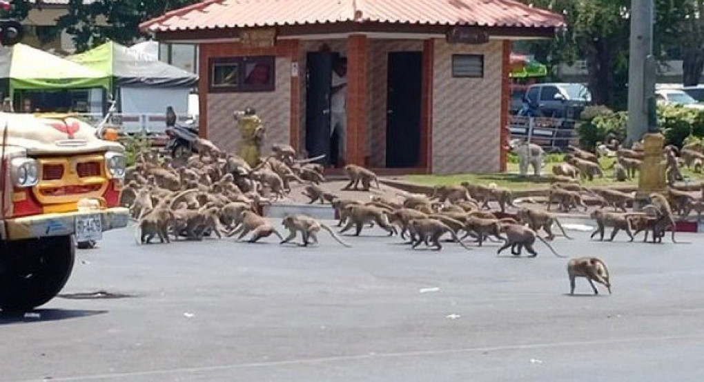 Ταϊλάνδη: Άγριος καβγάς πιθήκων για μία μπανάνα-Τους τάιζαν οι τουρίστες