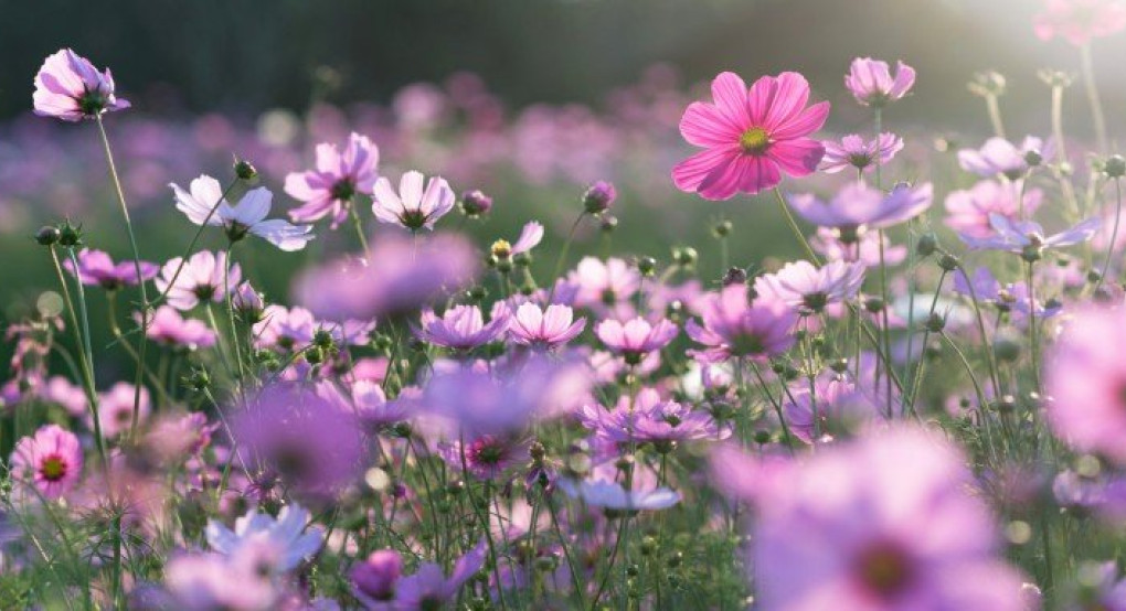 Ξεκινά επίσημα η άνοιξη-Εαρινή ισημερία την Παρασκευή 