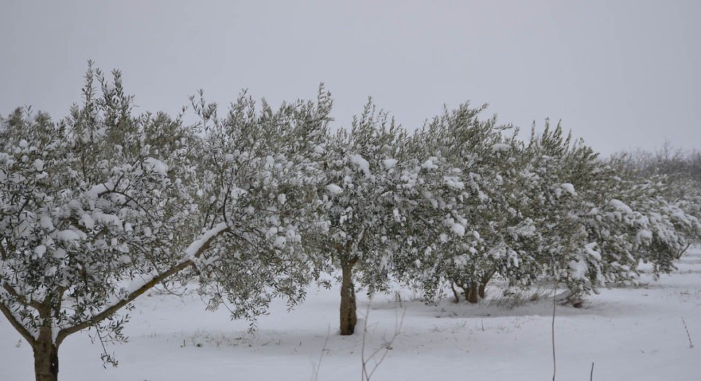 Έρχεται δύσκολη εβδομάδα για τους Αγρότες - αναγκαία η τροπολογία Καρασμάνη 