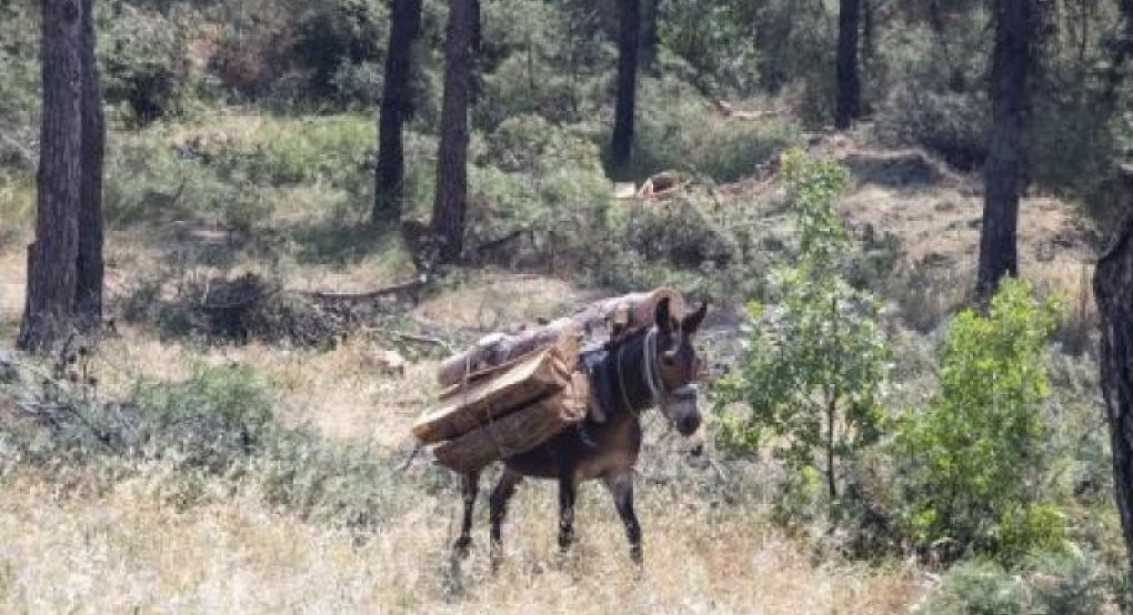 Θεσσαλονίκη: Άμεση απαγόρευση της κυκλοφορίας στο Σέιχ Σου