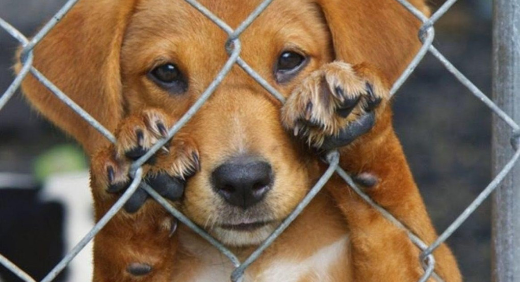 Αυτή είναι η βεβαίωση μετακίνησης για την σίτιση αδέσποτων ζώων 