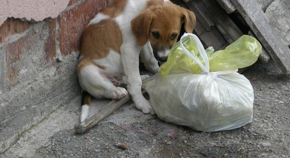 Δήμος Αλεξανδρούπολης-κορωνοϊός: πρωτοβουλία για τα αδέσποτα 