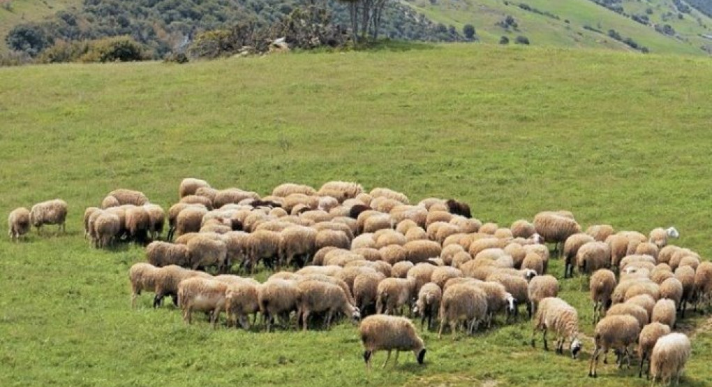 Ο Κορωνοϊός φέρνει ανησυχία και στους κτηνοτρόφους