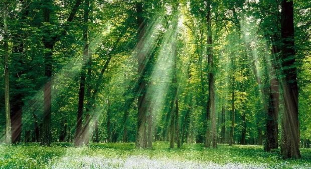Παγκόσμια Ημέρα Δασοπονίας