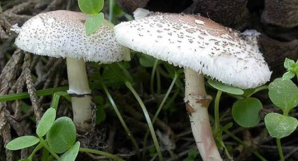 Πελλα: Δηλητηρίαση ζευγαριού με μανιτάρια