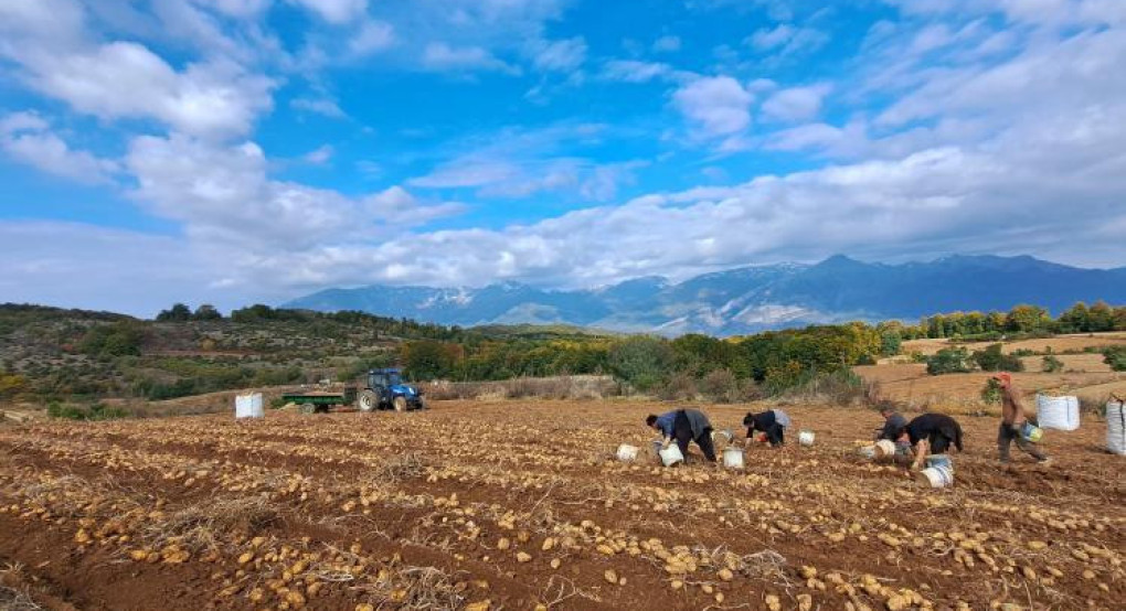 Παράνομες ελληνοποιήσεις πατάτας καταγγέλλουν οι αγρότες του Αρχαγγέλου Αλμωπίας – Στο στόχαστρο η ορεινή πατάτα