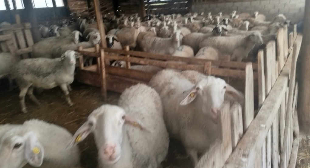 Η ελληνική κτηνοτροφία στην εντατική