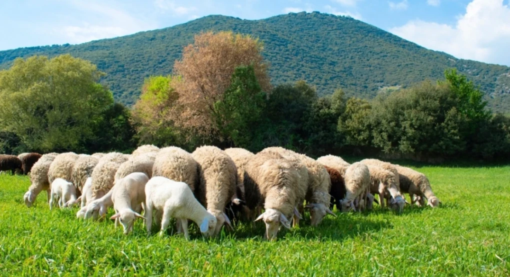Κτηνοτρόφοι: Πώς θα μοιραστούν τα €56 εκατ. της έκτακτης ενίσχυσης – Δικαιούχοι και χρονοδιάγραμμα