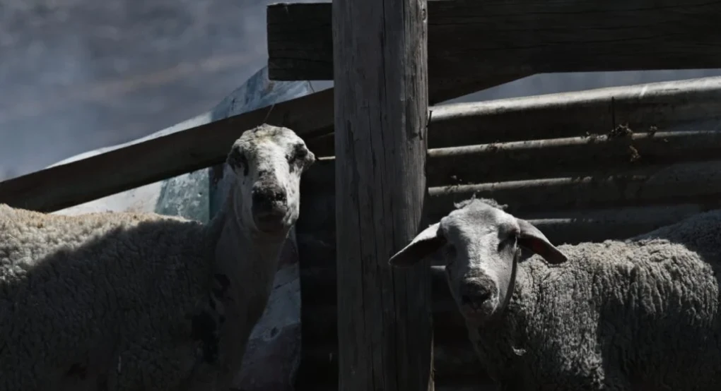 Πληρωμή ενισχύσεων 48 εκατ. ευρώ σε κτηνοτρόφους για ευλογιά