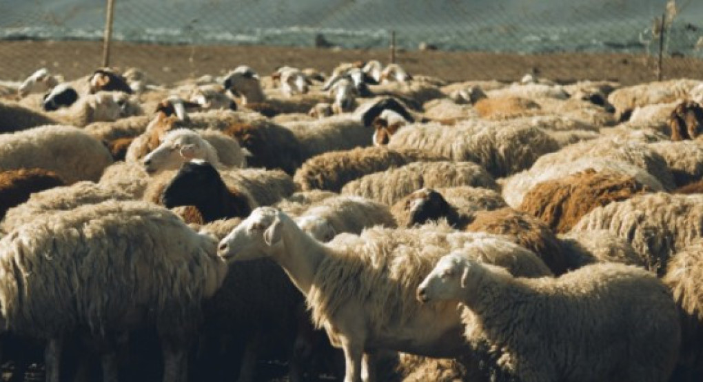 Ξεκινά η εκπαίδευση των κτηνοτρόφων για τη λήψη της συνδεδεμένης ενίσχυσης – Σε λειτουργία η νέα Πλατφόρμα Τηλεκπαίδευσης του ΚΕ.ΚΑ.ΠΙ.Κ. του ΕΛΓΟ - ΔΗΜΗΤΡ