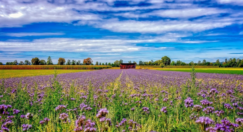 Πανευρωπαϊκό βήμα προόδου σχετικά με τη νιτρορύπανση και τις απώλειες αζώτου στη γεωργία