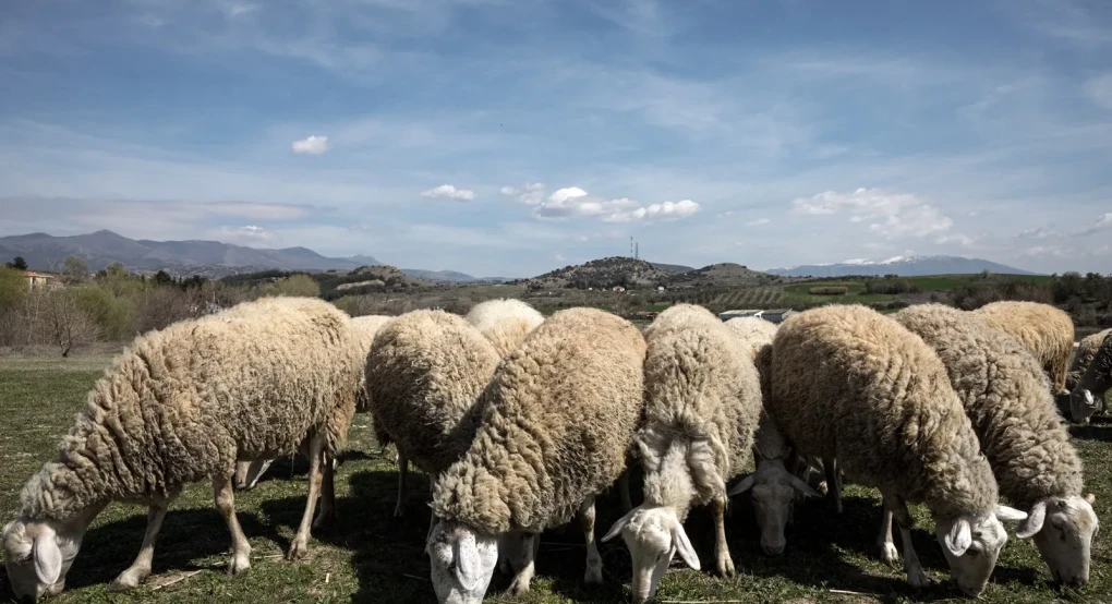 Η Κλιματική Αλλαγή απειλή για την Κτηνοτροφία
