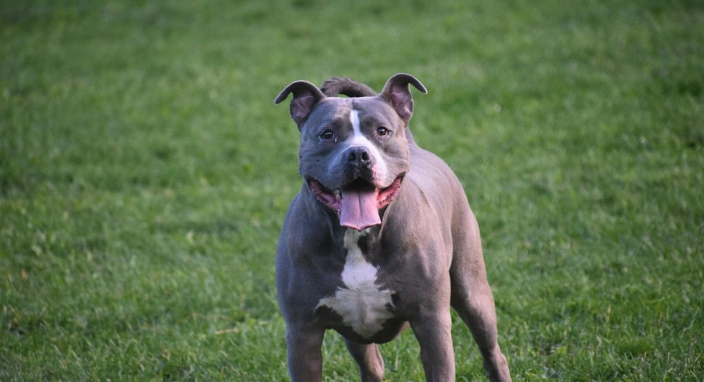 Τραγωδία στη Ζάκυνθο: Νεκρό παιδί δυο ετών από επίθεση σκύλου