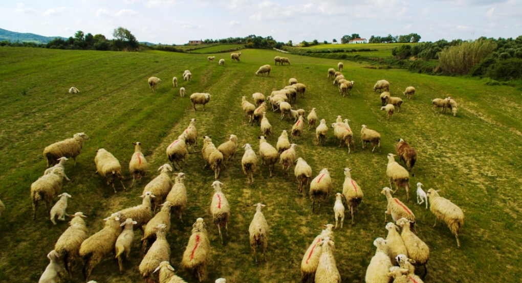 Ευλογιά αιγοπροβάτων: Εννέα εισαγγελίες εφετών σε κατεπείγουσα έρευνα