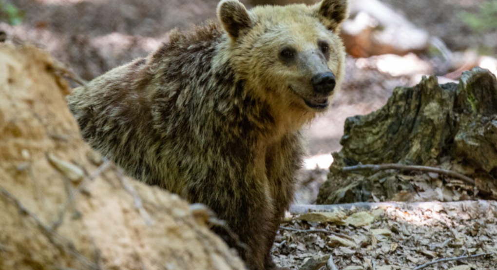 Αποτροπιασμός από τον αποκεφαλισμό αρκούδας στη Δράμα