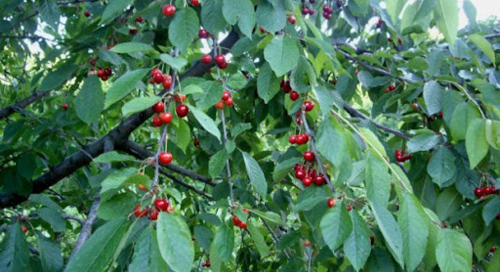 Παρά τις υποσχέσεις για προκαταβολές στους πληγέντες παραγωγούς της Πέλλας: Αγωνία, απογοήτευση και ένα «μαύρο» προάγγελμα Χριστουγέννων