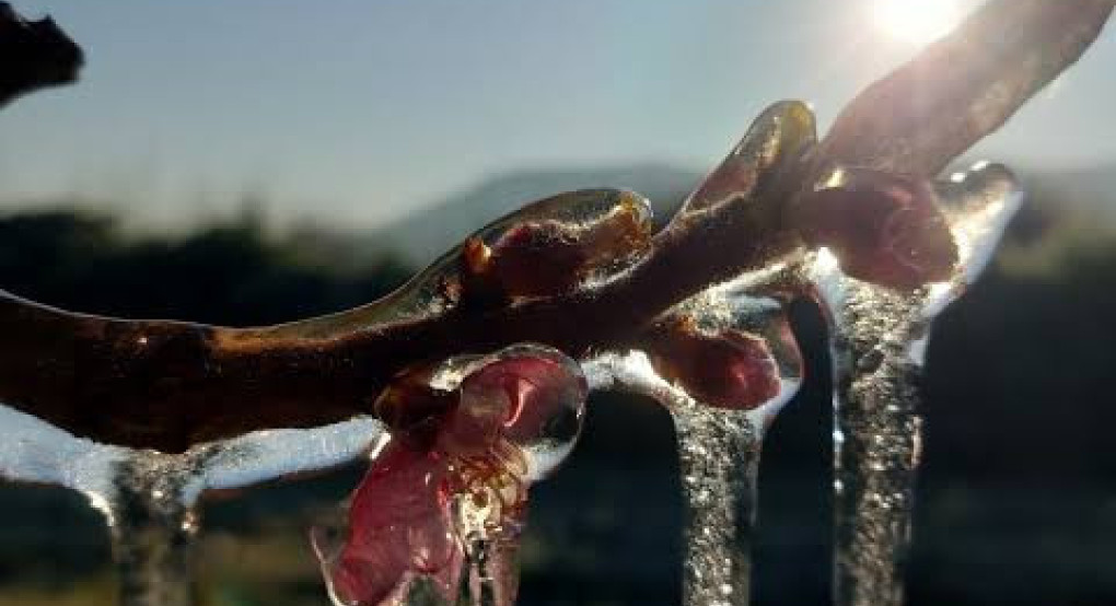 Προκαταβολές ΕΛΓΑ για τον παγετό του 2025: «Ψίχουλα» λένε οι αγρότες – Χωρίς πορίσματα και χωρίς προοπτική για τη νέα σεζόν