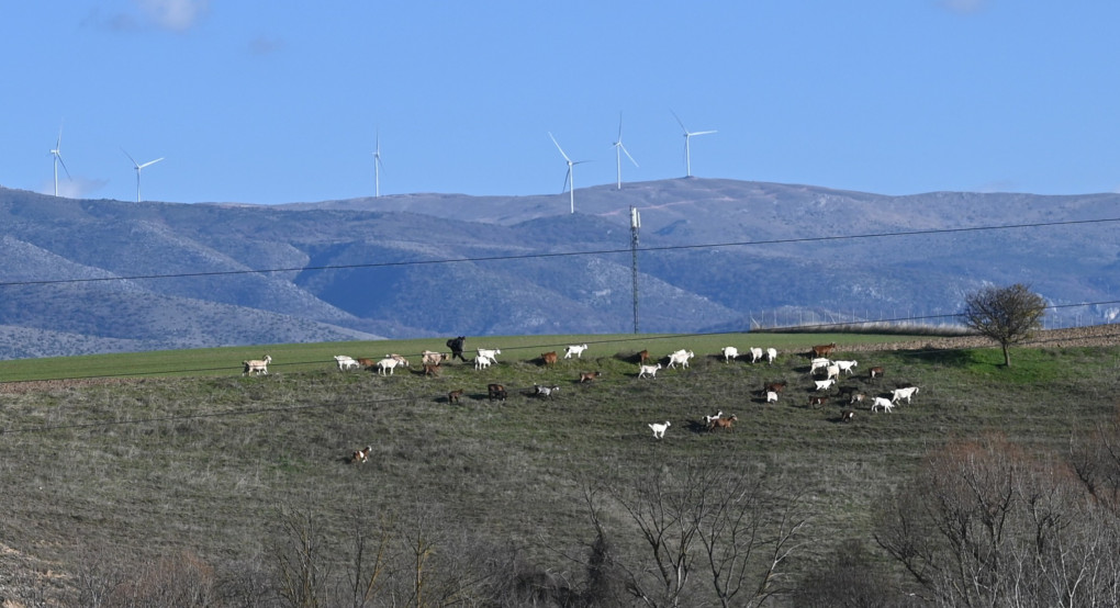 Αναστολή μέτρων αναγκαστικής εκτέλεσης για κτηνοτρόφους που πλήττονται από την ευλογιά των αιγοπροβάτων