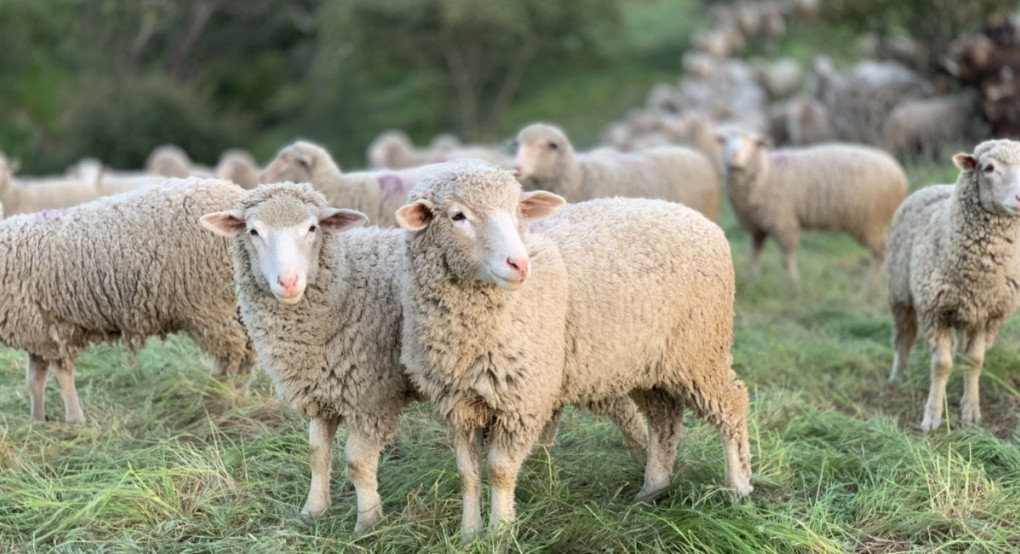 Εκεί που μας χρωστούσανε, μας πήραν και το βόδι