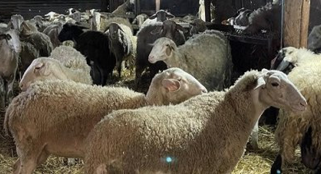 Αμάλθεια -Οι σπάνιες αυτόχθονες φυλές προβάτων και η τεκμηρίωσή τους