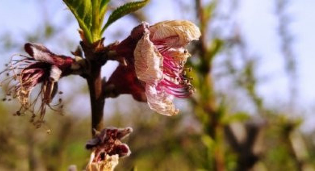 Στις υπογραφές η καταβολή υπολοίπων De Minimis για τις ζημιές στο προανθικό στάδιο το 2021