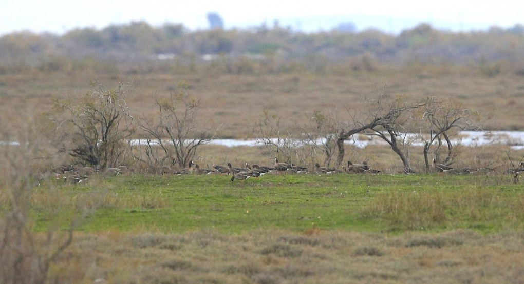 Στα ασφαλή νερά του Έβρου οι τελευταίες νανόχηνες της Ευρώπης