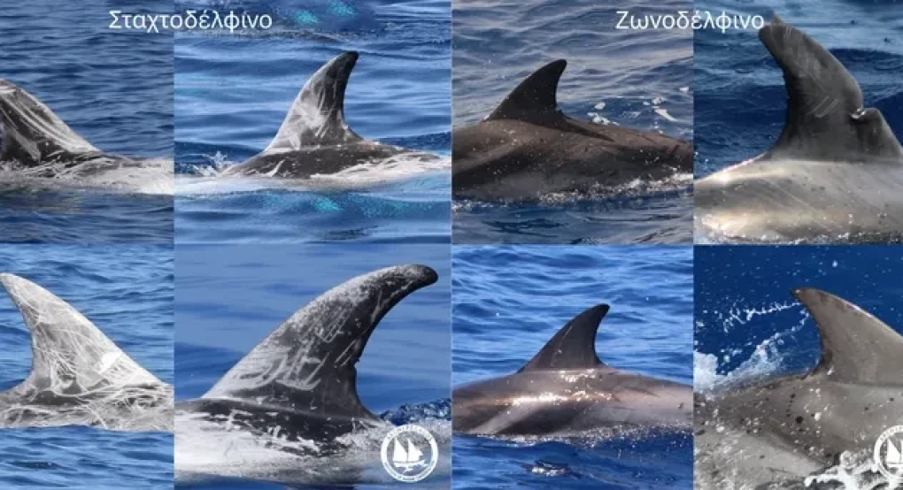 Ινστιτούτο Θαλάσσιας Προστασίας “Αρχιπέλαγος”-Κάθε Θαλάσσιο Θηλαστικό έχει την Δική του “Ταυτότητα”
