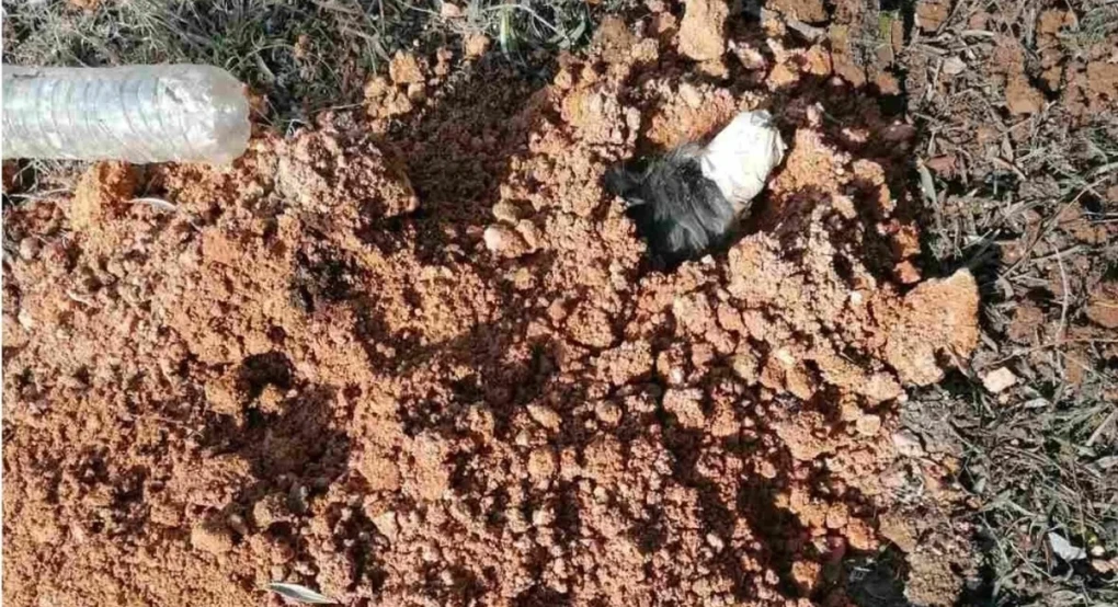 Θεσσαλονίκη: “Είναι να αναρωτιέσαι ποιος έχει 2 και ποιος 4 πόδια”, λέει η ΕΛΑΣ για τον 90χρονο που έθαψε ζωντανό σκύλο