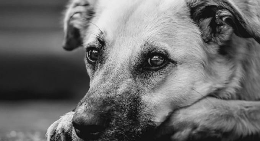 Θεσσαλονίκη: 90χρονος έθαψε ζωντανό ηλικιωμένο σκύλο - Του έριξαν πρόστιμο 30.000 ευρώ