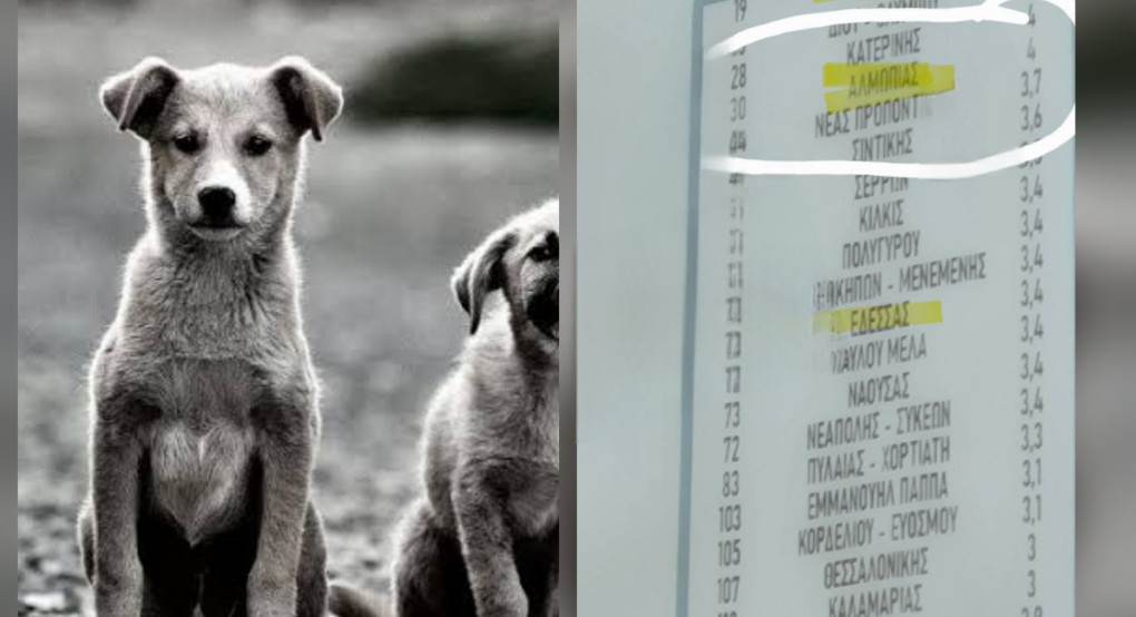 Οι Δήμοι της Πέλλας στην αξιολόγηση των πολιτών για τα αδέσποτα – Ξεχωρίζουν Πέλλα και Αλμωπία, χαμηλά η Σκύδρα