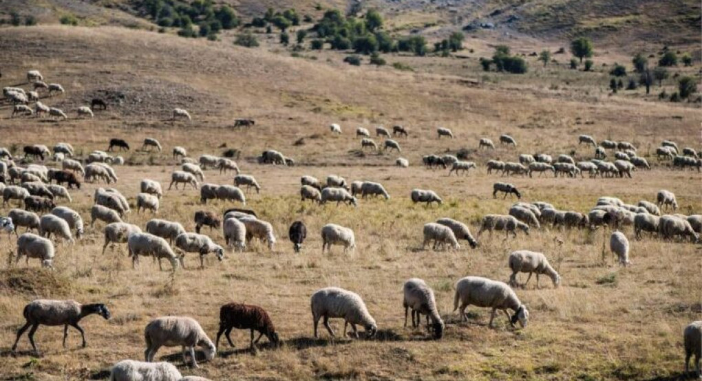 Στη γραμμή άμυνας κατά της ευλογιάς οι στρατιωτικοί κτηνίατροι