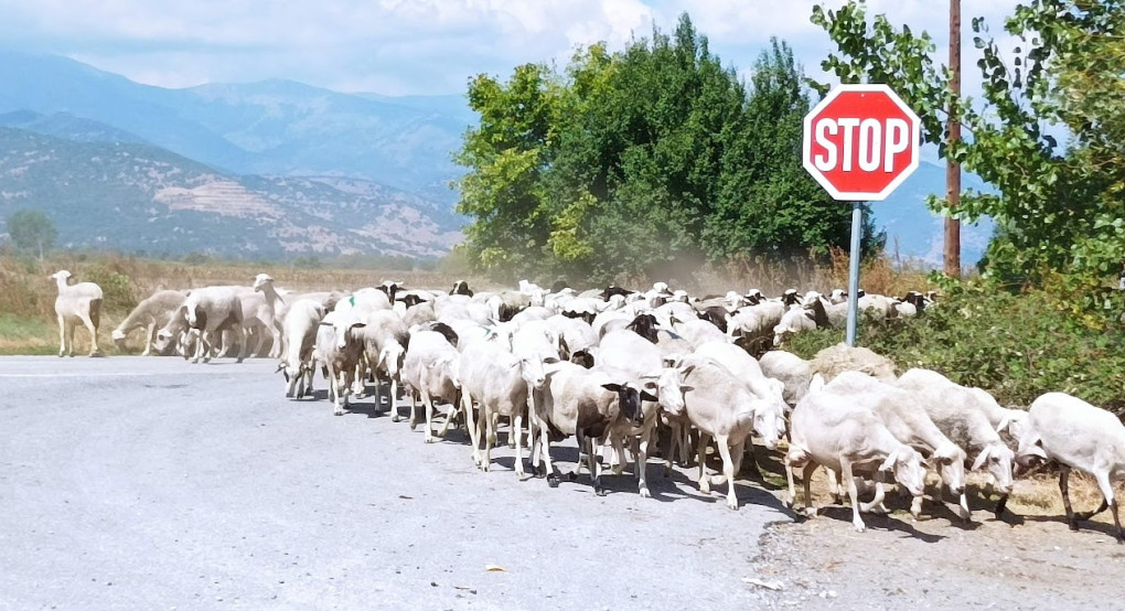 Δε λέει να σταματήσει η ευλογιά των προβάτων στην Πέλλα - Άλλα δύο νέα κρούσματα σε Μάνδαλο και Λάκκα
