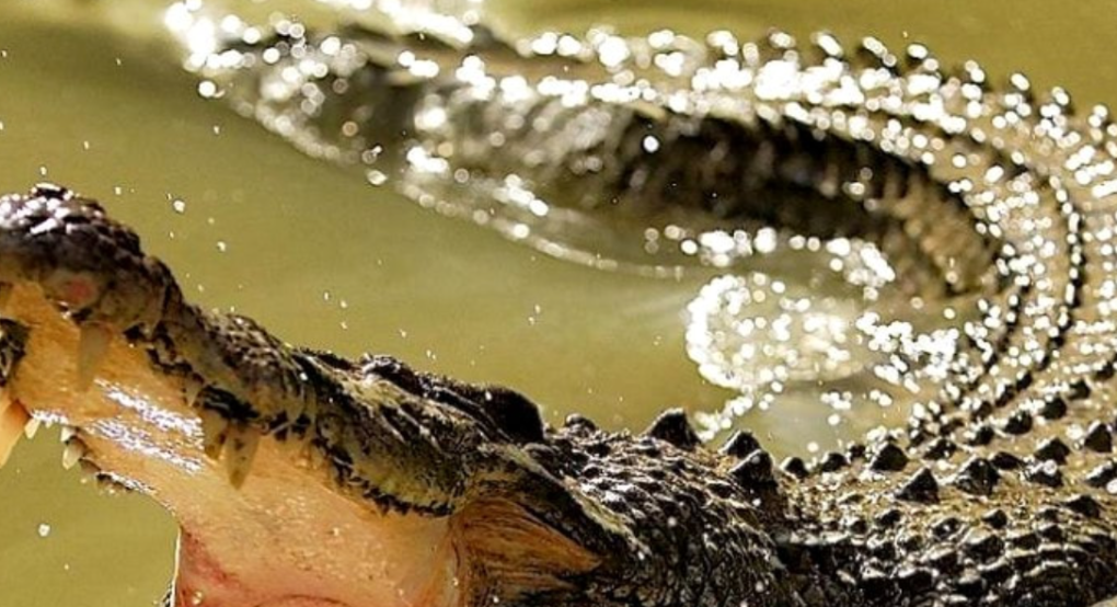 ΗΠΑ: Απήγαγε 5χρονο κοριτσάκι και άφησε να το κατασπαράξουν οι αλιγάτορες – Αντιμέτωπος με θανατική ποινή