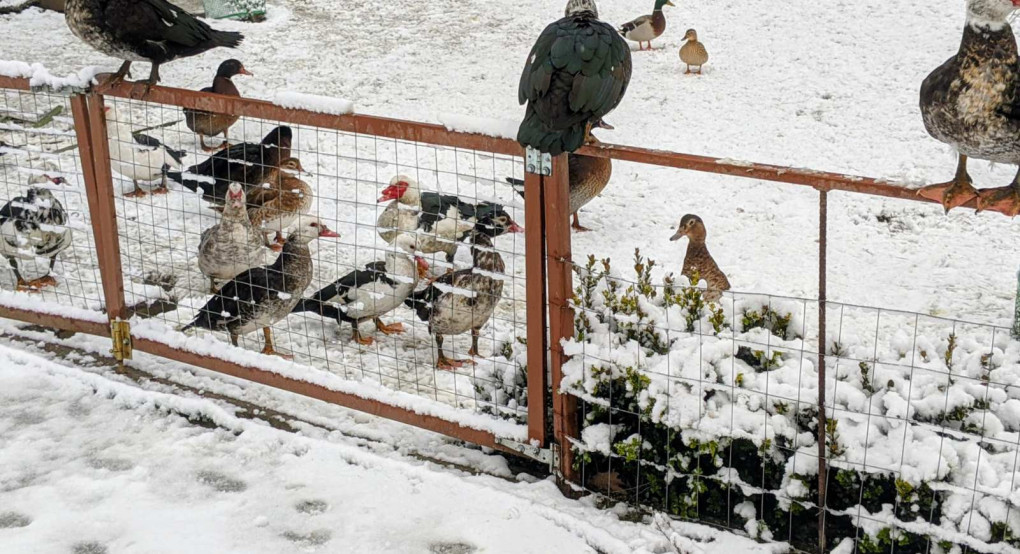 Πώς υποδέχτηκαν το χιόνι τα  πτηνά στο Νεοχώρι Αλμωπίας