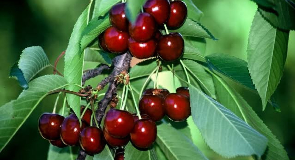 «Όχι άλλες εξαγγελίες, θέλουμε πληρωμές»: Η αγανάκτηση των κερασοπαραγωγών κορυφώνεται
