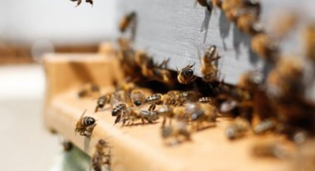 Αποφάσεις για δικαιούχους, δράσεις και παρεμβάσεις ενίσχυσης του μελισσοκομικού τομέα