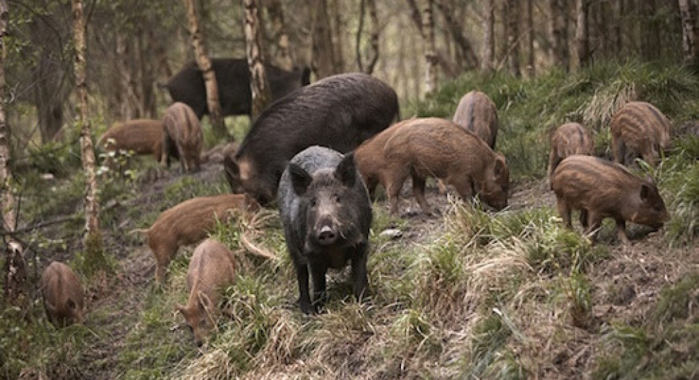 Ανακοίνωση της Διεύθυνσης Κτηνιατρικής της Περιφέρειας Κεντρικής Μακεδονίας για την παράταση της  ενεργητικής επιτήρησης του αντιλυσσικού εμβολιασμού της άγριας πανίδας
