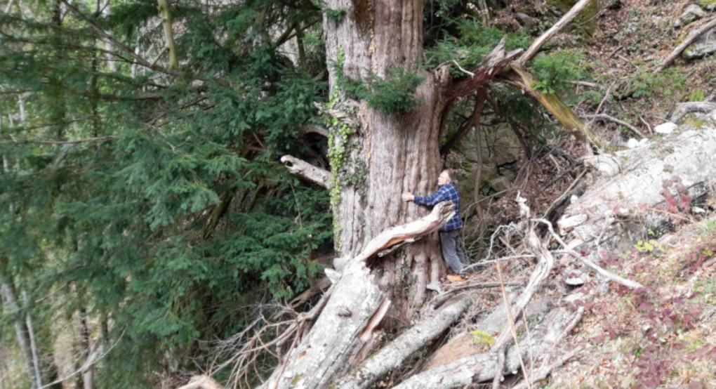 Ένας ίταμος 1.074 ετών στην Κερκίνη: Δέντρο 23 μέτρων με κορμό έξι μέτρα, από την εποχή της Βυζαντινής Αυτοκρατορίας