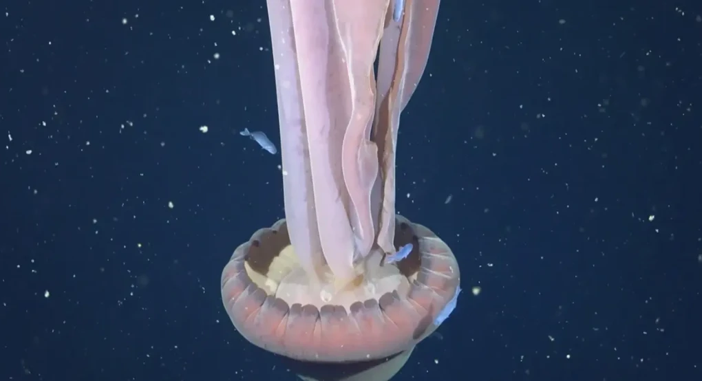 Σπάνια γιγαντιαία μέδουσα-φάντασμα βρέθηκε στα νερά της Αργεντινής