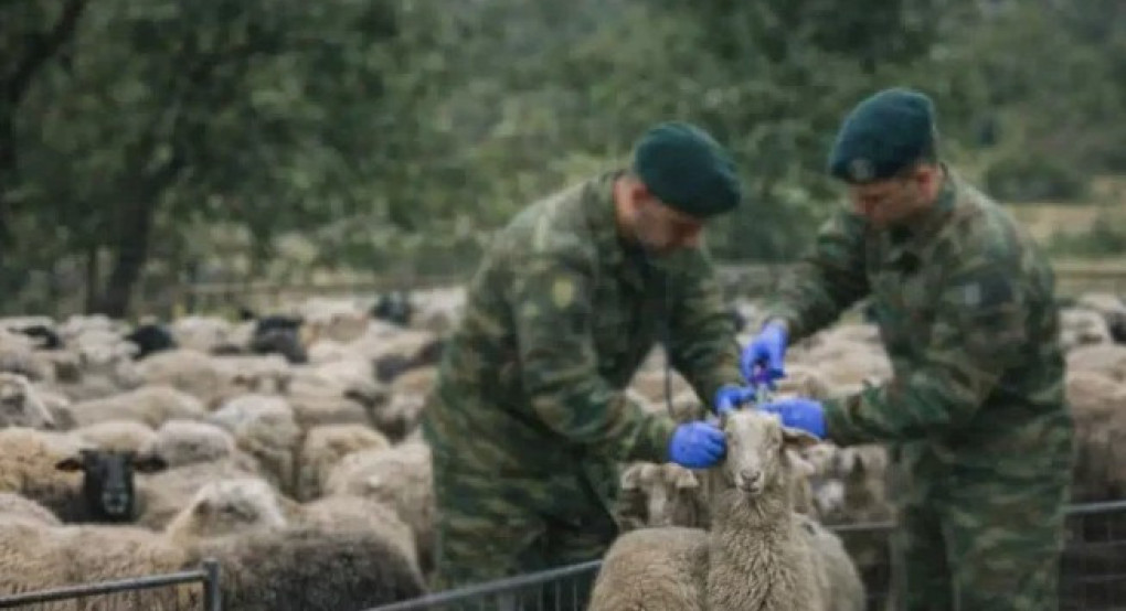 Εθνική αντεπίθεση κατά της ευλογιάς: 97 στρατιωτικοί κτηνίατροι στο πεδίο
