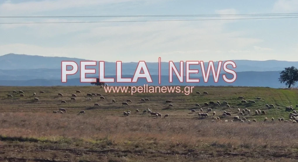 Ευλογιά προβάτων: Έχουν θανατωθεί 472.928 ζώα