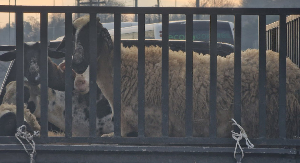 ΑΚΚΕΛ: Η επιλεκτική ευαισθησία στις εγκρίσεις εμβολίων - όταν η επιστήμη γίνεται εργαλείο πολιτικής χρήσης, COVID 19 vs ΕΥΛΟΓΙΑ των προβάτων