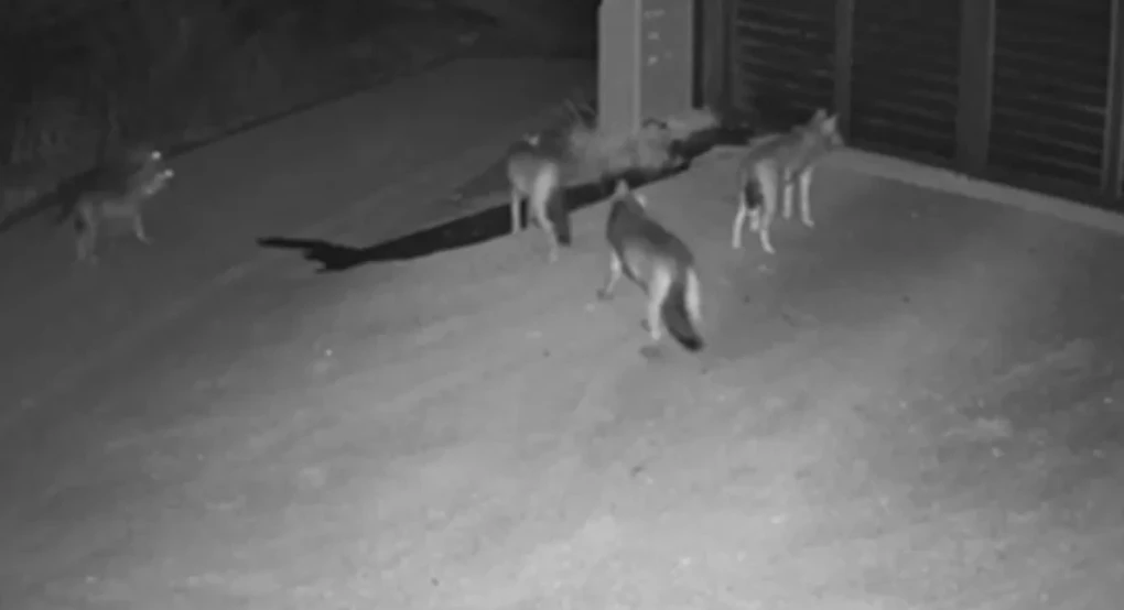 Απρόσκλητοι επισκέπτες: Αγέλη λύκων έφτασε μέχρι την είσοδο σπιτιού στη Θεσσαλονίκη