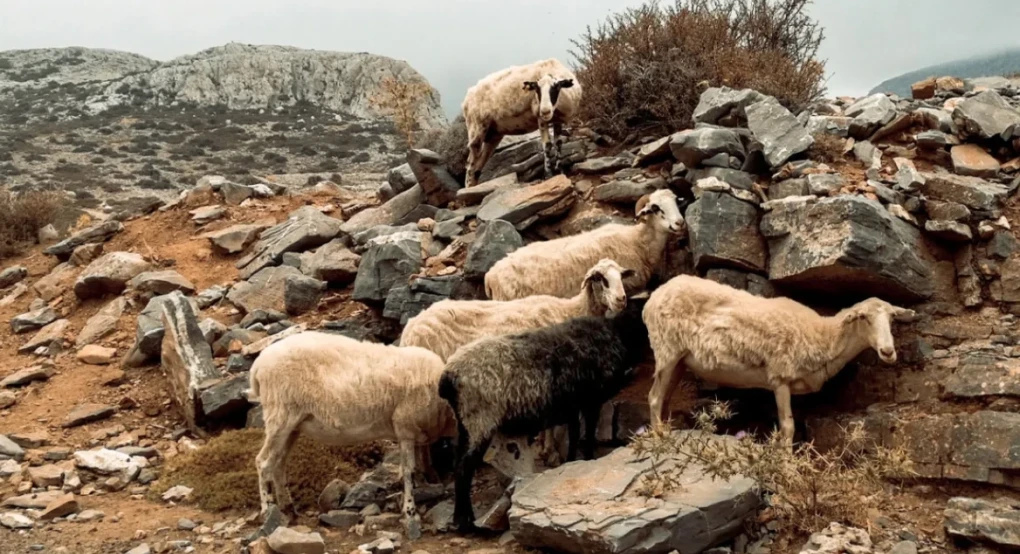 Μειώνεται η μεταδοτικότητα της ευλογιάς αιγοπροβάτων, τι δείχνουν τα τελευταία στοιχεία
