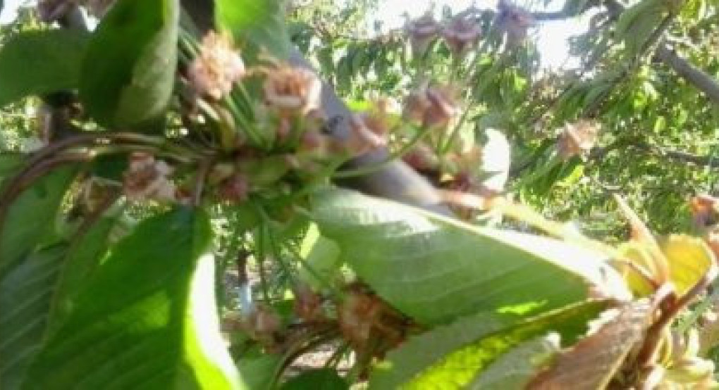 Διαμαρτυρία παραγωγών κερασιού για την εξαίρεσή τους από τις αποζημιώσεις του ανοιξιάτικου παγετού