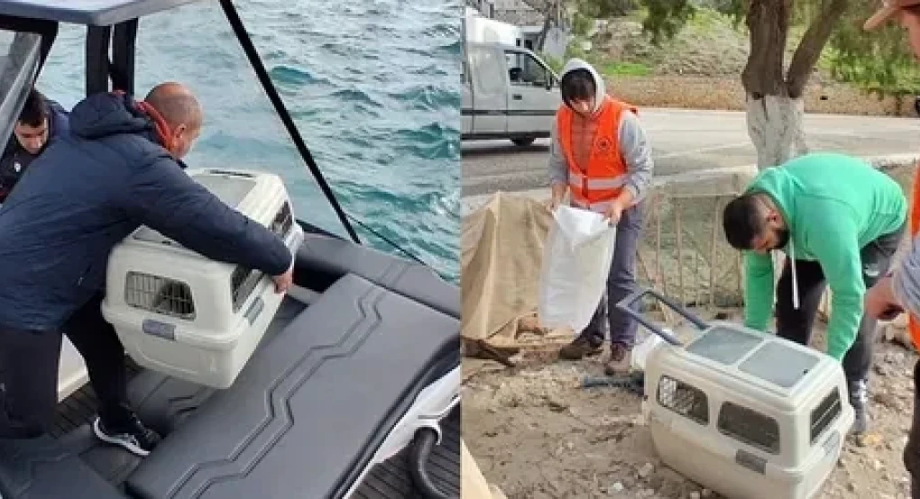 Αρχιπέλαγος- Πολλαπλά Ερωτήματα για την Περίθαλψη των Θαλάσσιων Ειδών στην Ελλάδα