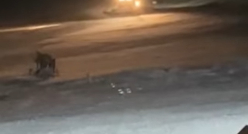 Ιορδάνης Τζαμτζής: «Βρέθηκε ο αγνοούμενος – Συγχαρητήρια σε όλους τους εμπλεκόμενους φορείς»