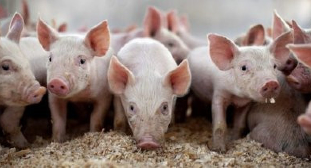 Συνεχίζεται έως 31 Δεκεμβρίου 2027 το υπομέτρο της καλής μεταχείρισης χοίρων ενσταβλισμένης εκτροφής